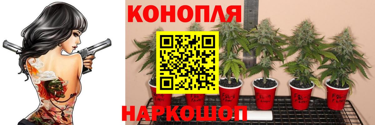 Каннабис планчик  Чайковский  Канабис AK-47  Бошки Шишки индика 